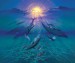 delfini a svetlo