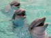 most-intelligent-animals-in-the-world-bottlenose-dolphin