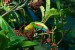 Costa-Rica-Parrot